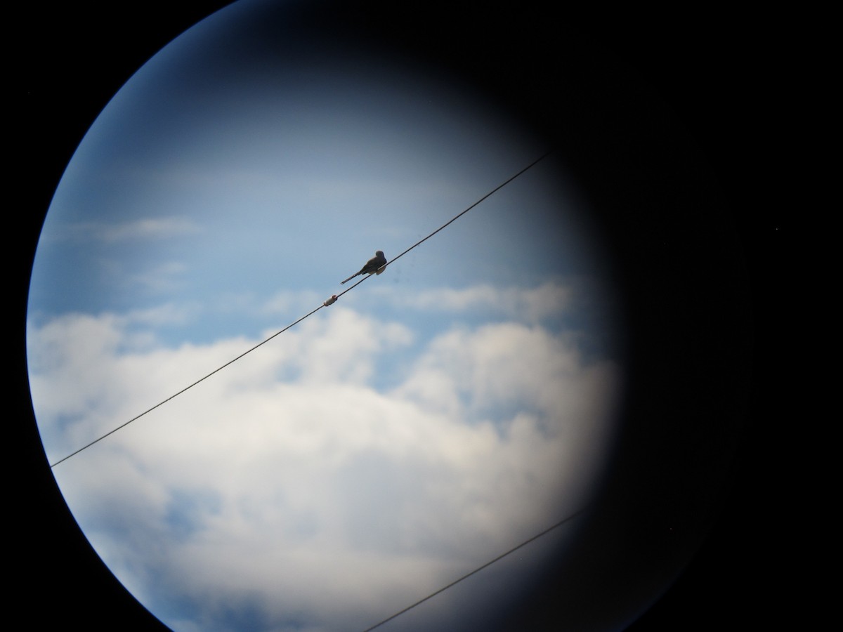 Scissor-tailed Flycatcher - ML304042391