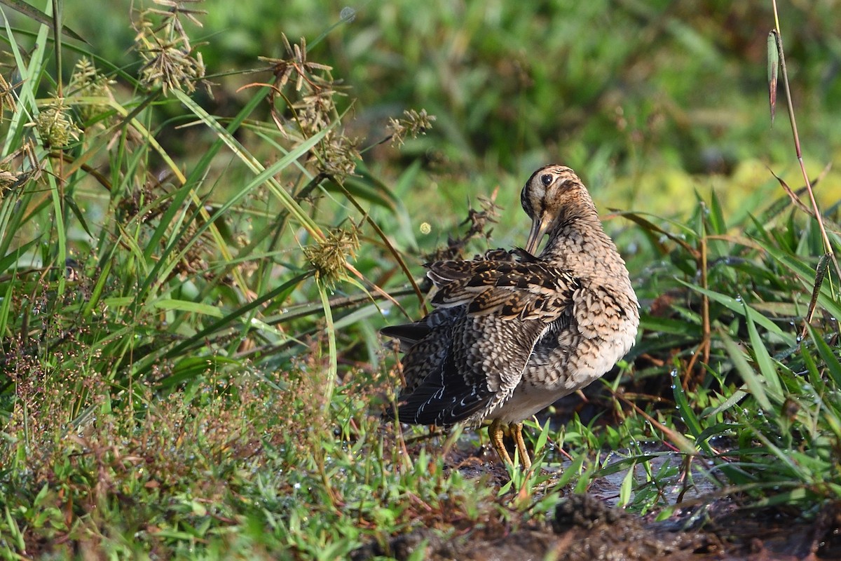 Pin-tailed Snipe - Mukundan Kizhakkemadham