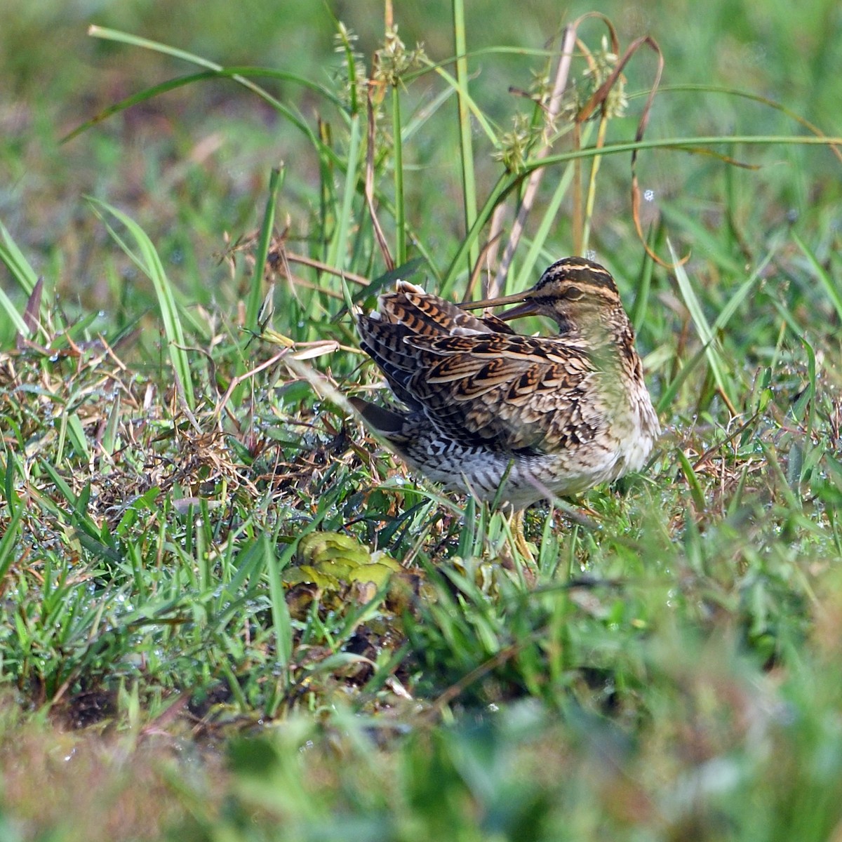 bekasina sibiřská - ML304044391