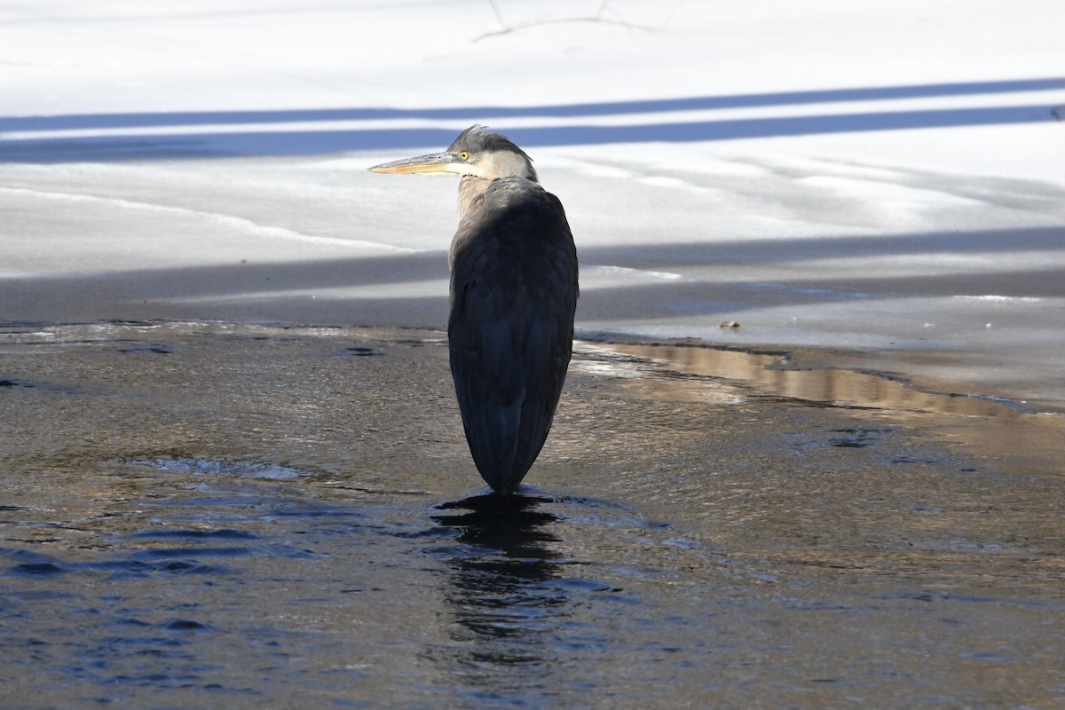 Great Blue Heron - ML304044541