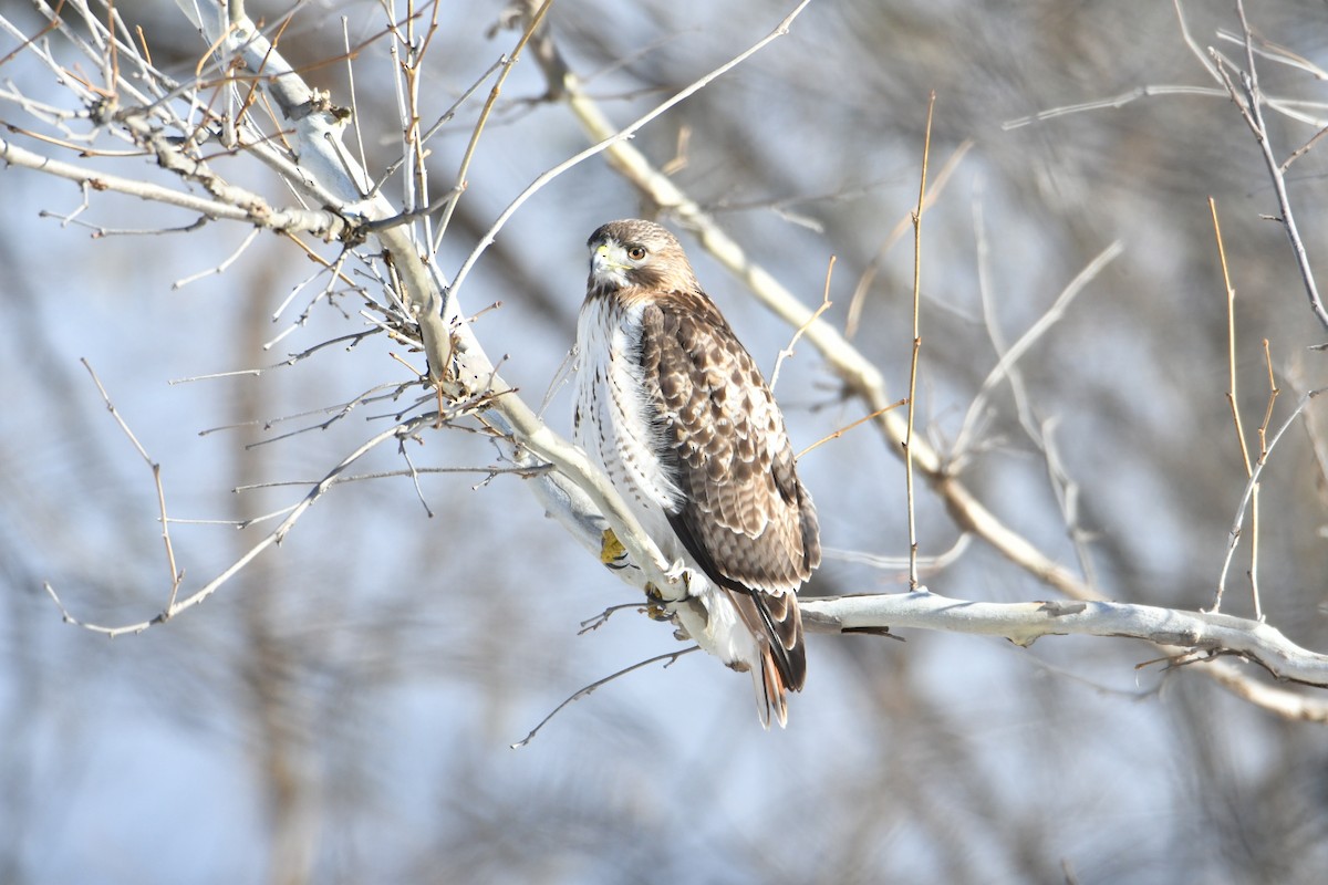 Red-tailed Hawk - ML304044711