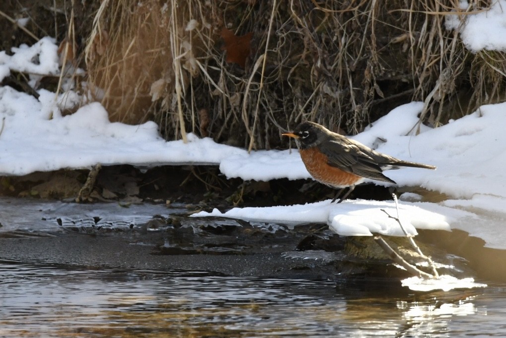 American Robin - ML304044921