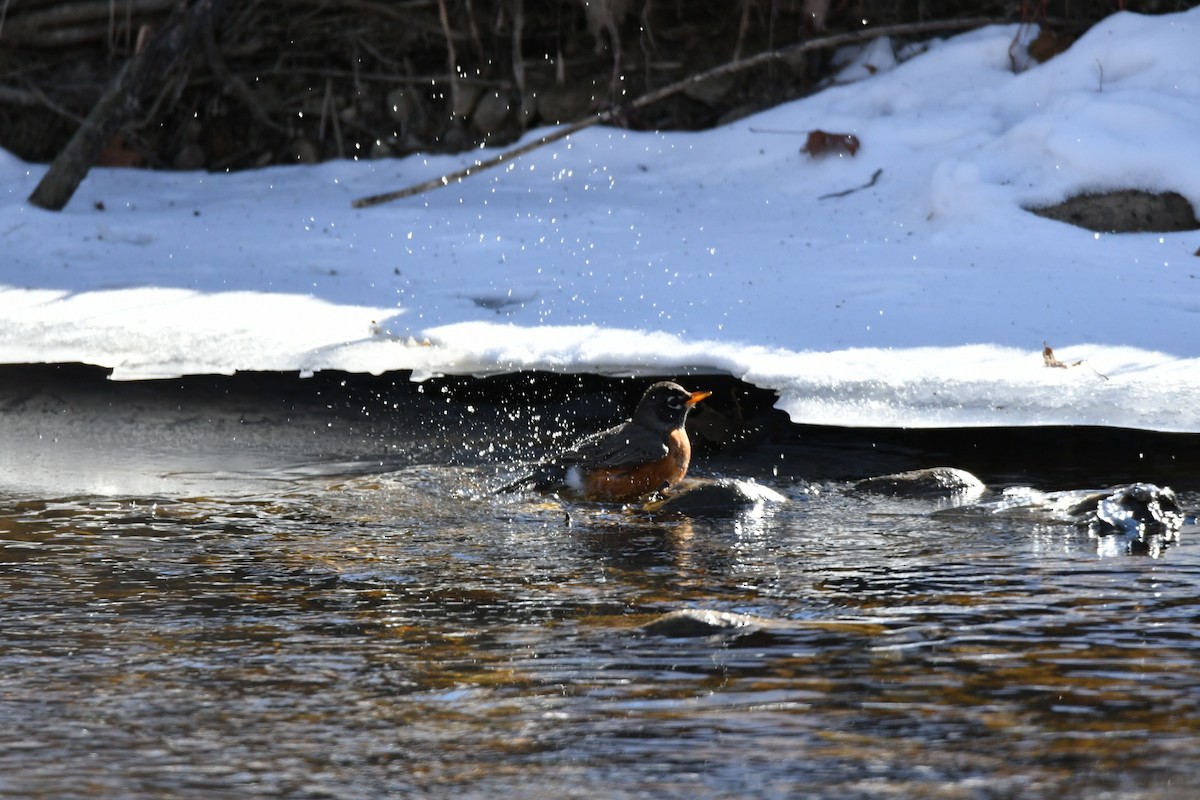 American Robin - ML304044981