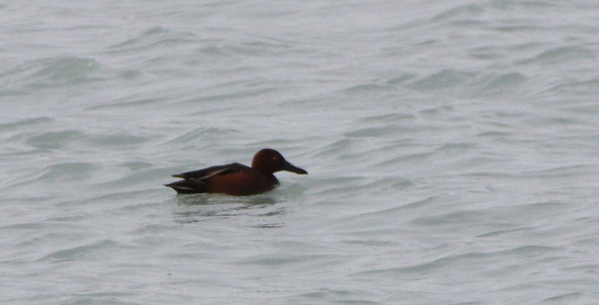 Cinnamon Teal - ML304046931