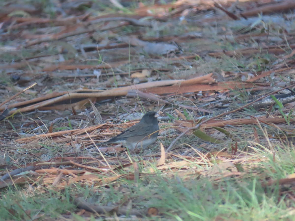 Junco ardoisé (hyemalis/carolinensis/cismontanus) - ML304050391