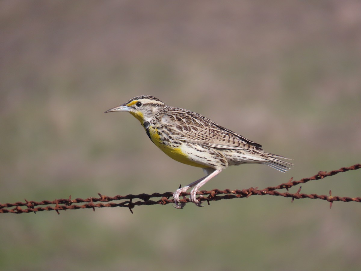 Western Meadowlark - ML304050941