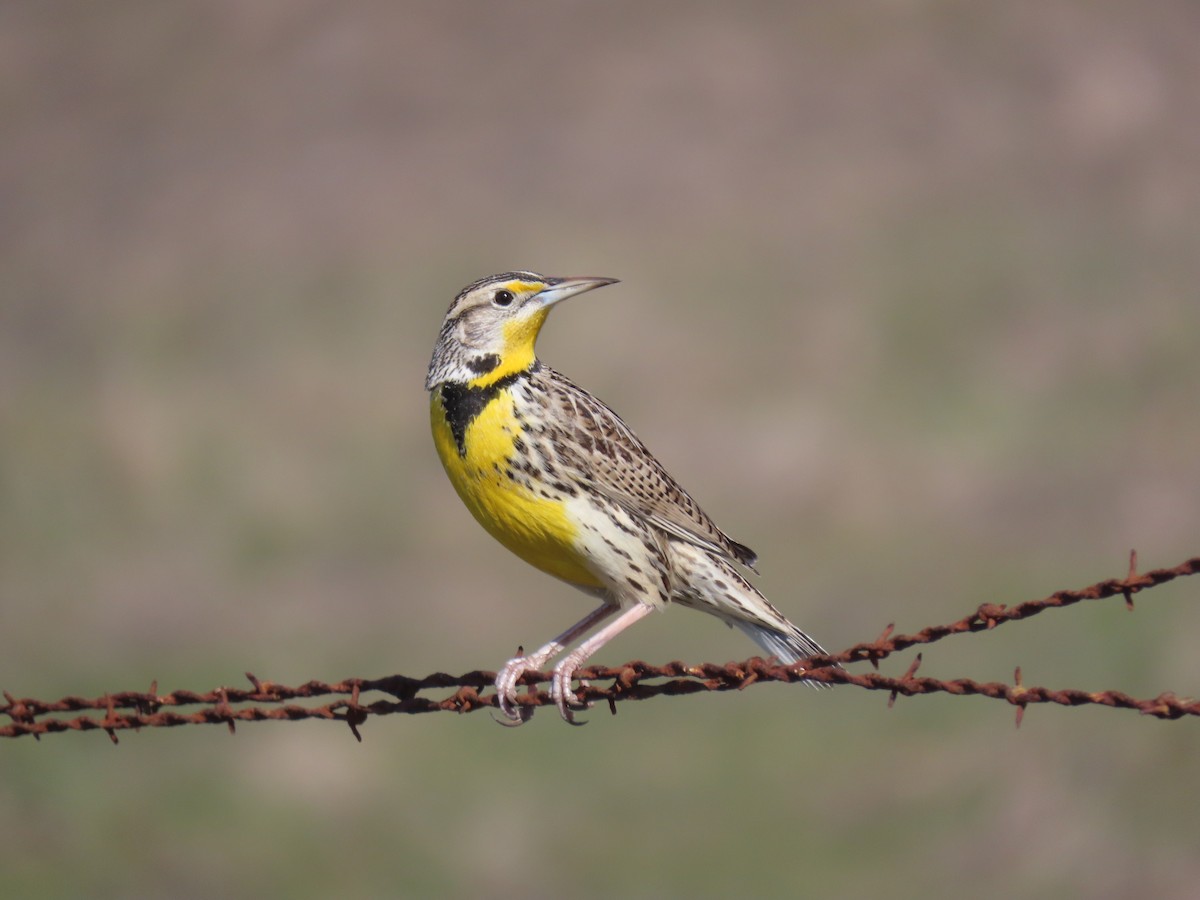 Western Meadowlark - ML304050981