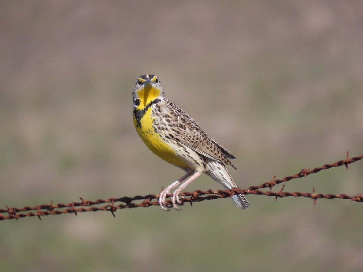 Western Meadowlark - ML304051041