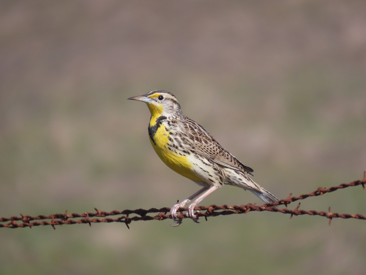 Western Meadowlark - ML304051161