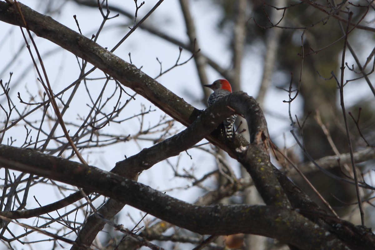 Red-bellied Woodpecker - ML304052951