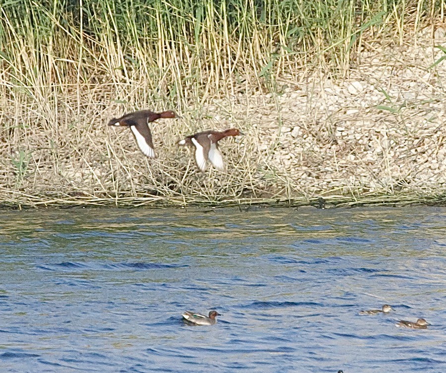 Ferruginous Duck - ML30405521