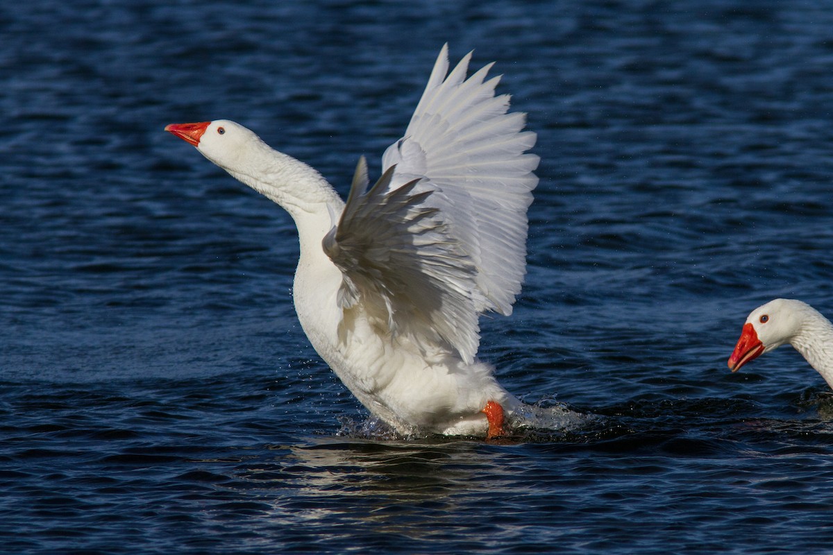 Domestic goose sp. (Domestic type) - Sean Fitzgerald