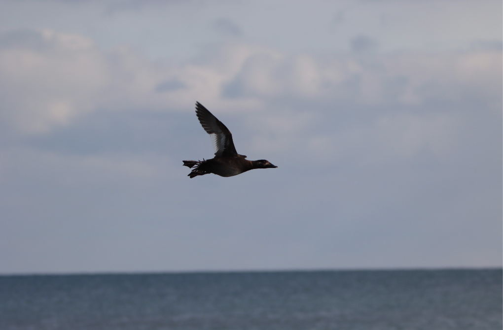 White-winged Scoter - Remus James