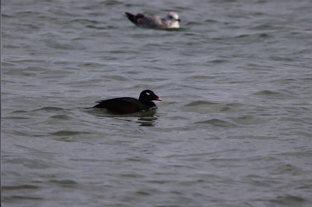 White-winged Scoter - ML304055471