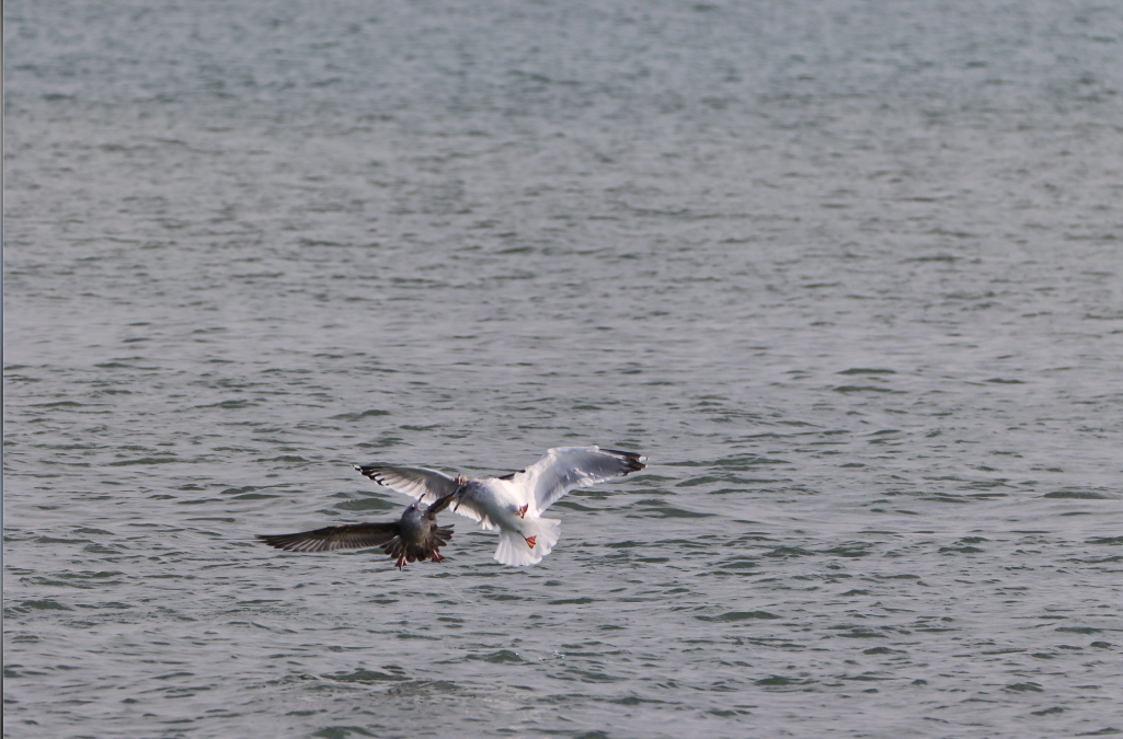 Herring Gull - ML304055551