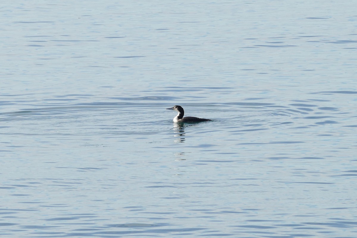 Common Loon - ML304055951