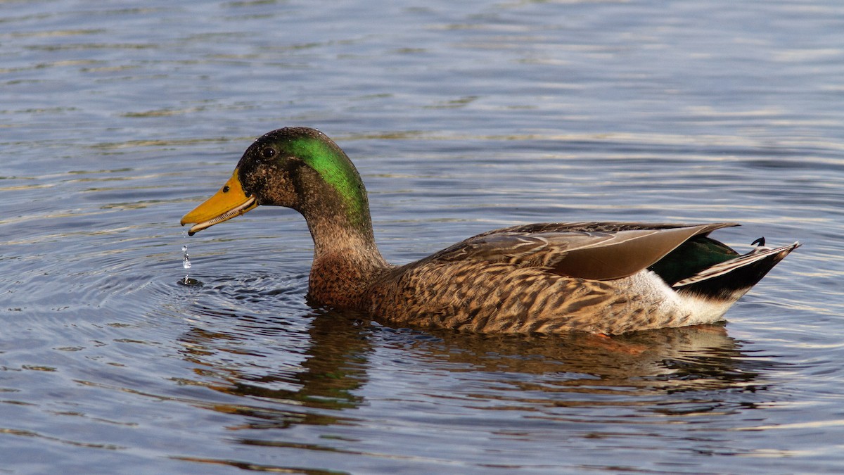 Mallard x Mottled Duck (hybrid) - Sean Fitzgerald