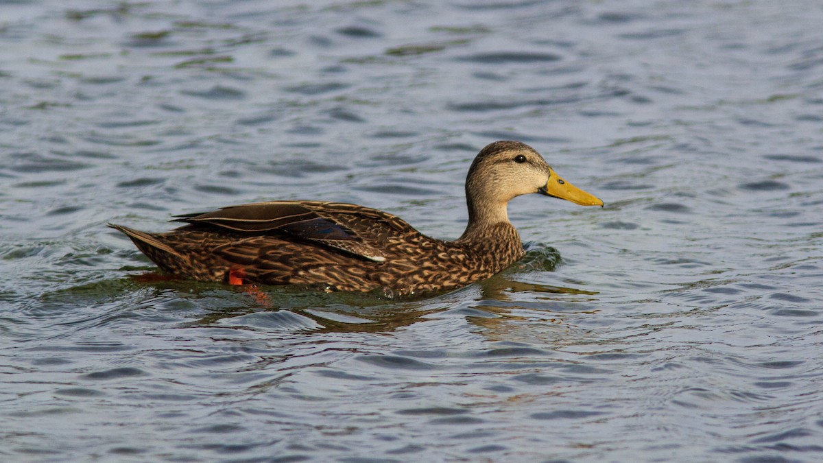 Mottled Duck - ML304056321