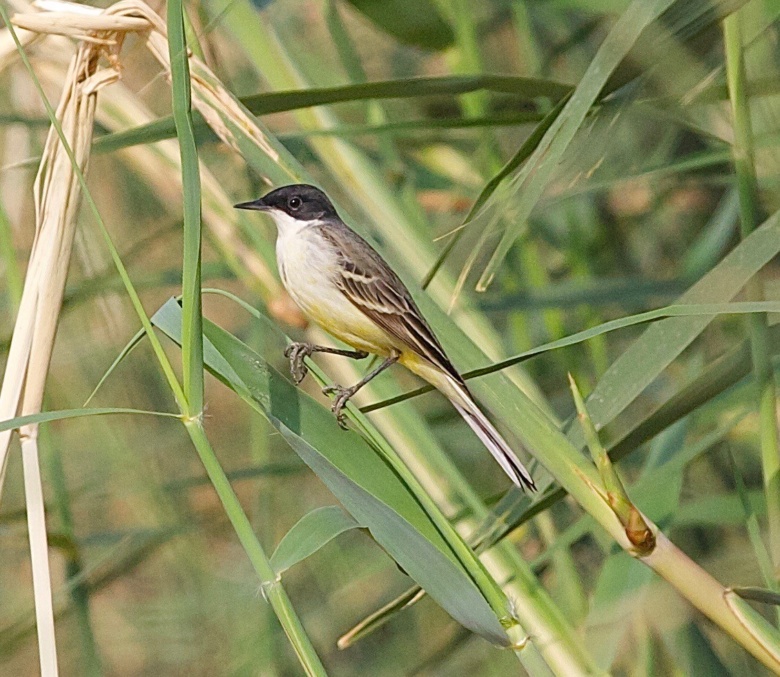 Western Yellow Wagtail - ML30405641