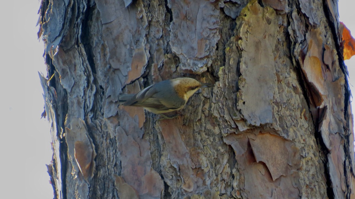 Brown-headed Nuthatch - ML304056651