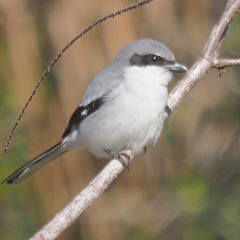 Loggerhead Shrike - ML304057451