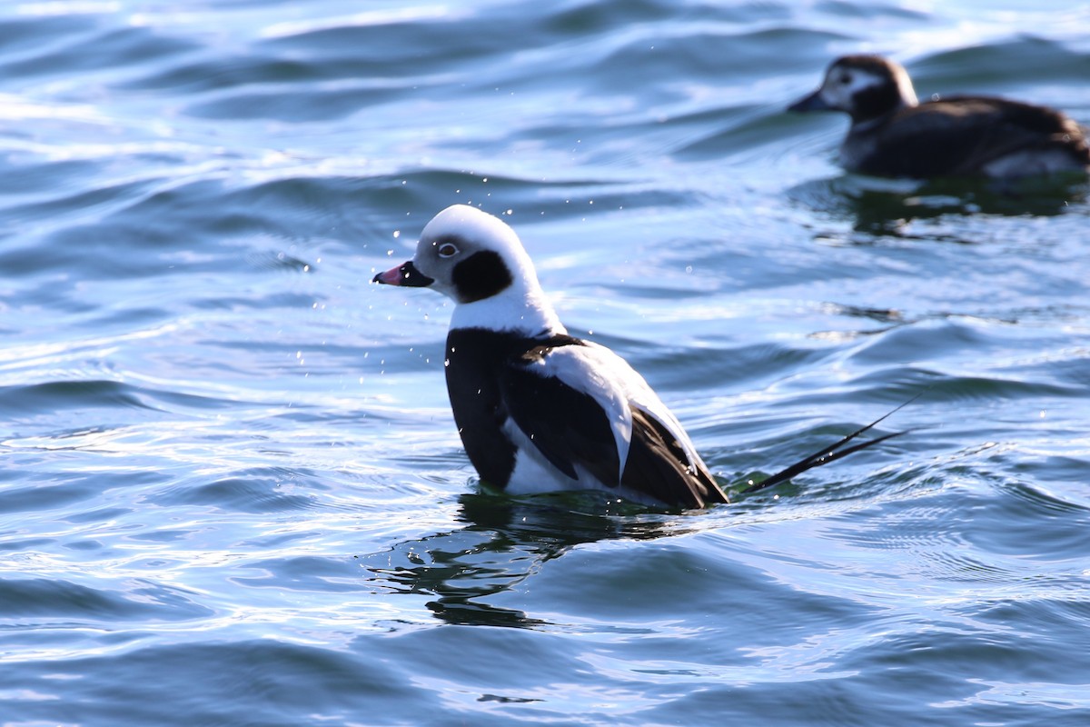 Long-tailed Duck - ML304058421