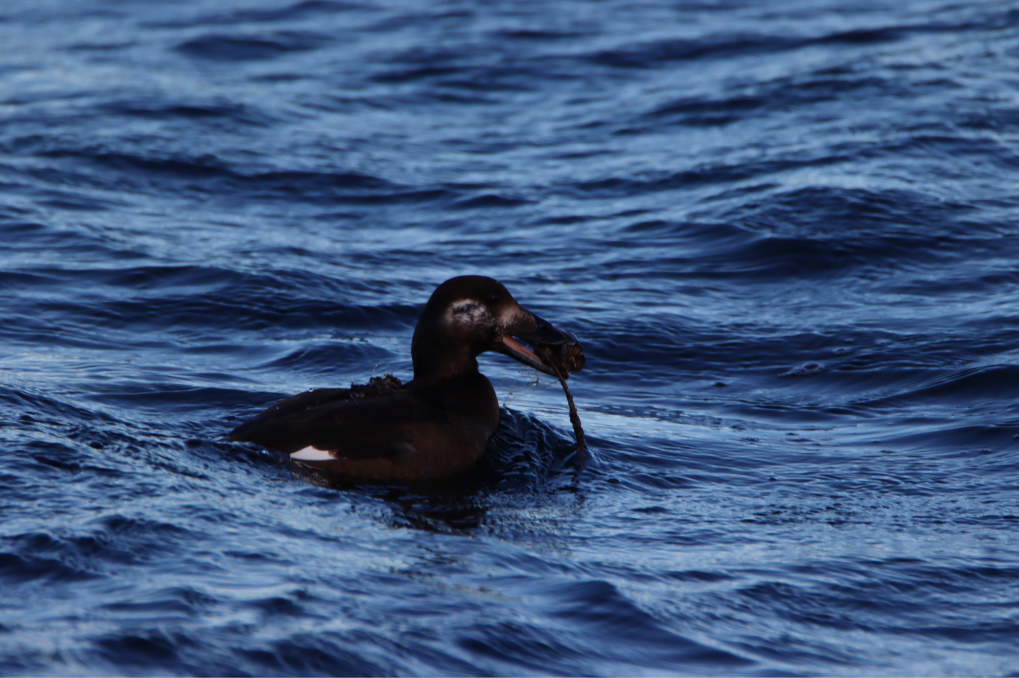 White-winged Scoter - ML304058561