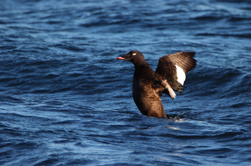 White-winged Scoter - ML304058591