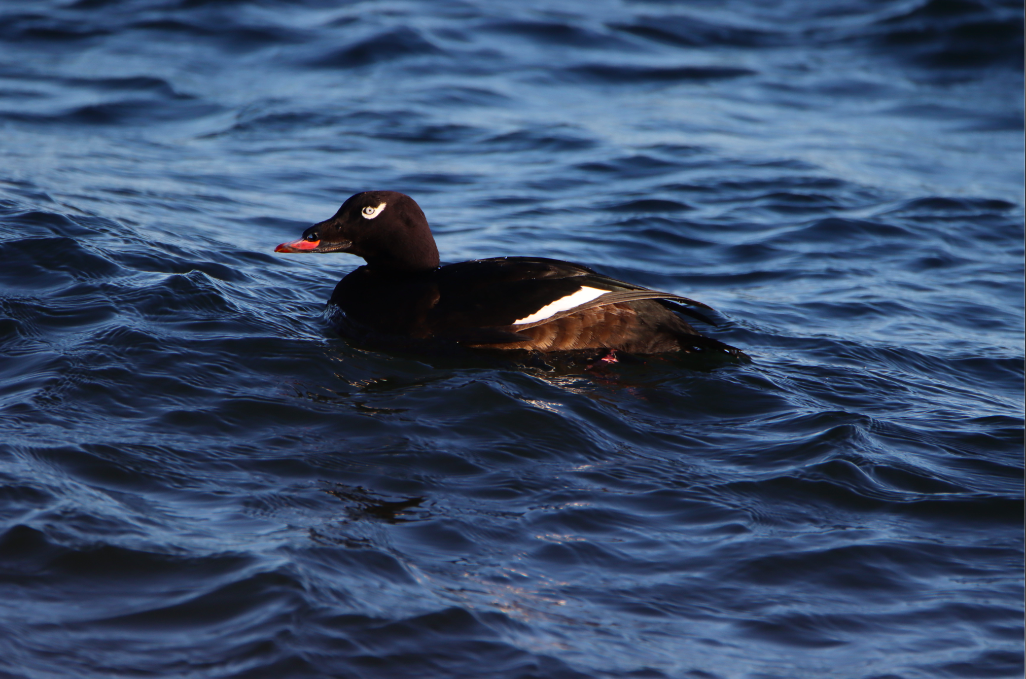 White-winged Scoter - ML304058611