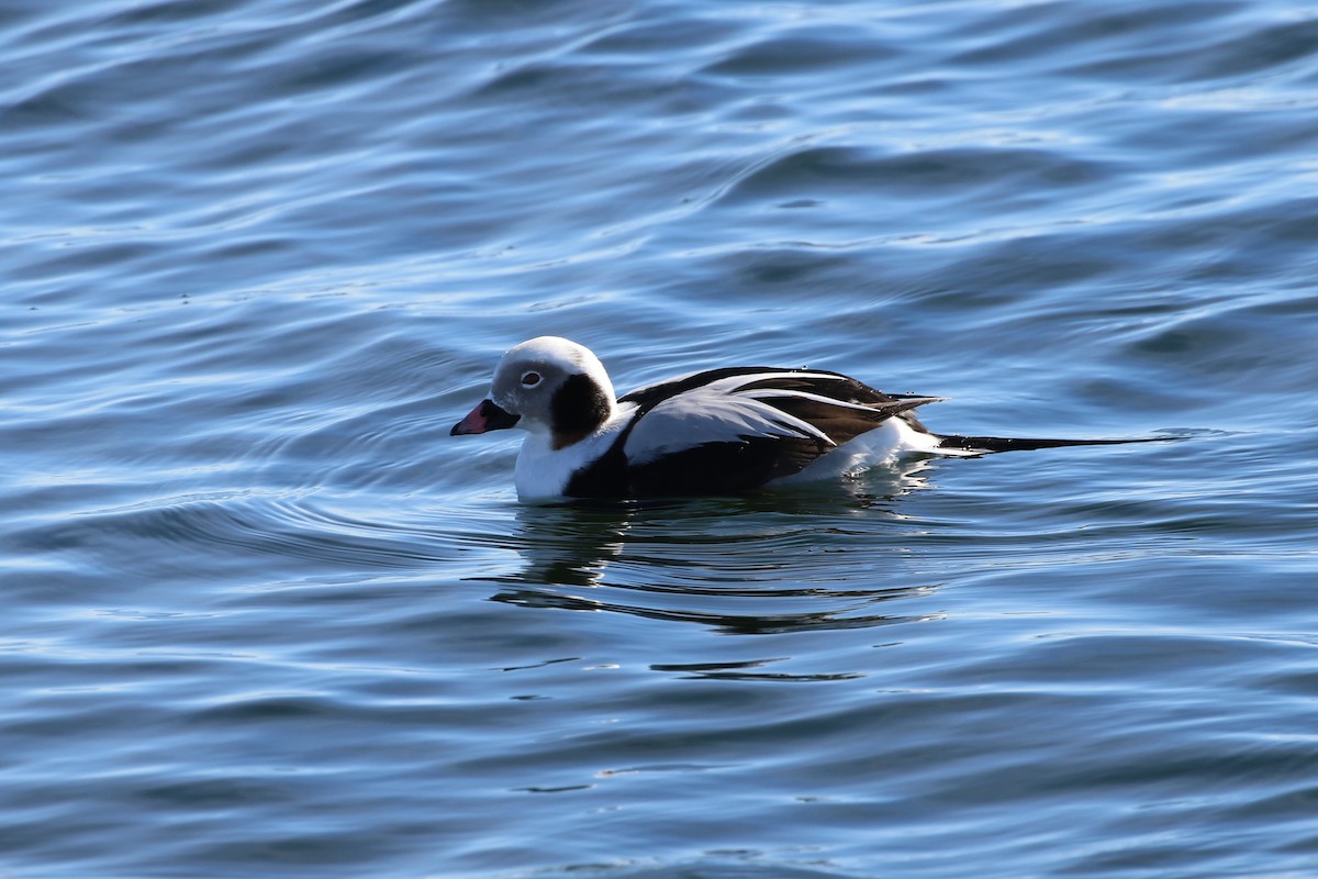 Long-tailed Duck - ML304058661