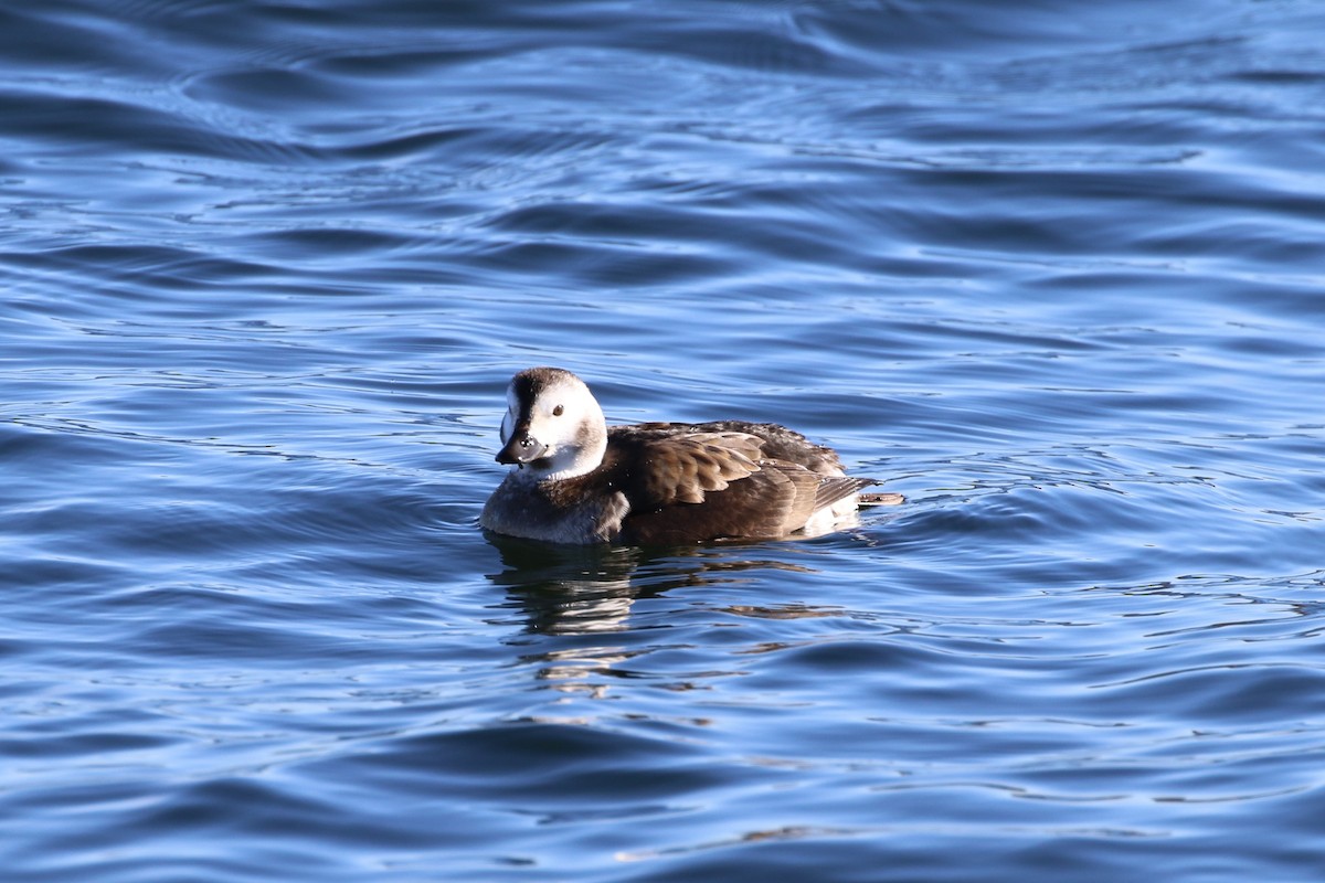 Long-tailed Duck - ML304059011