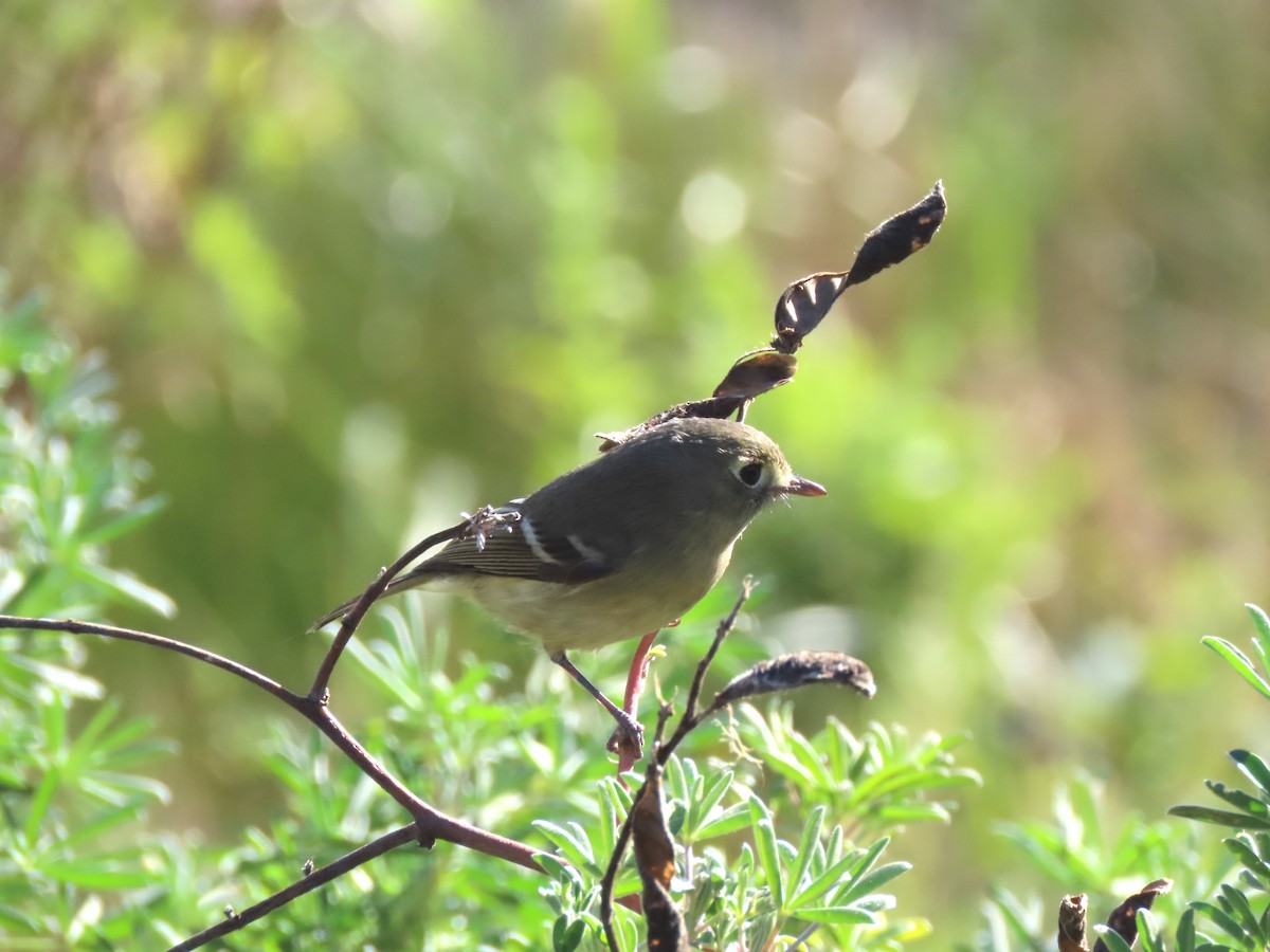 Hutton's Vireo - ML304059471