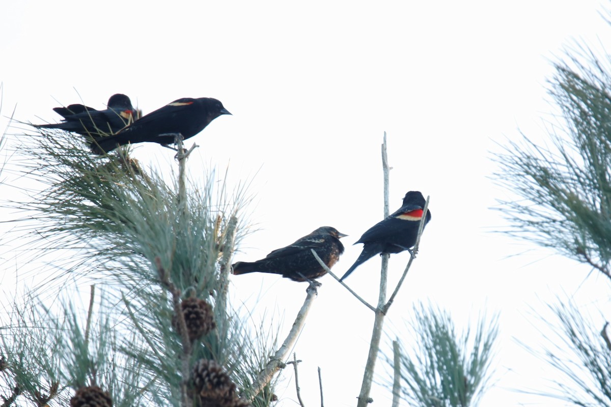 Red-winged Blackbird - ML304060041