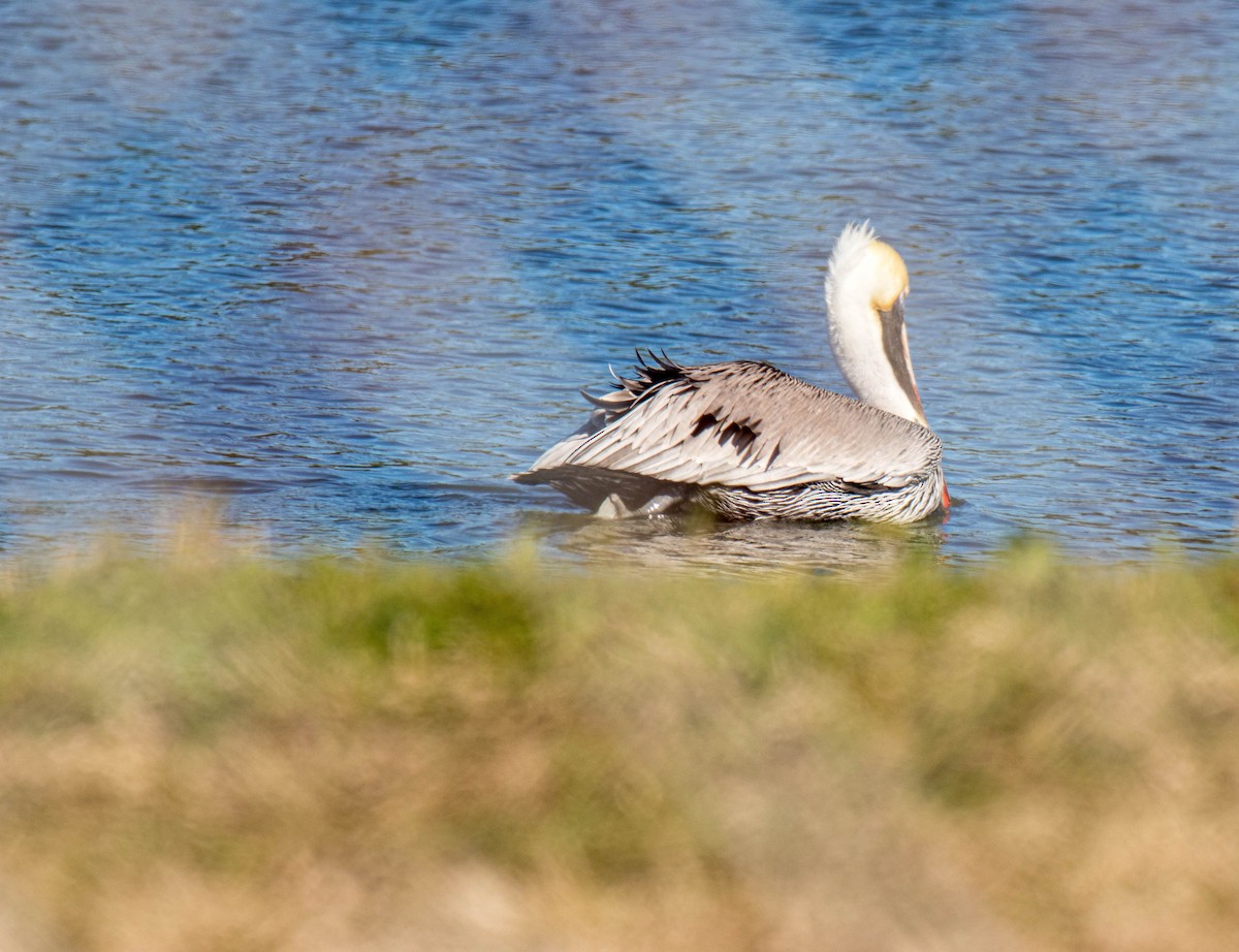 pelikán hnědý - ML304060291