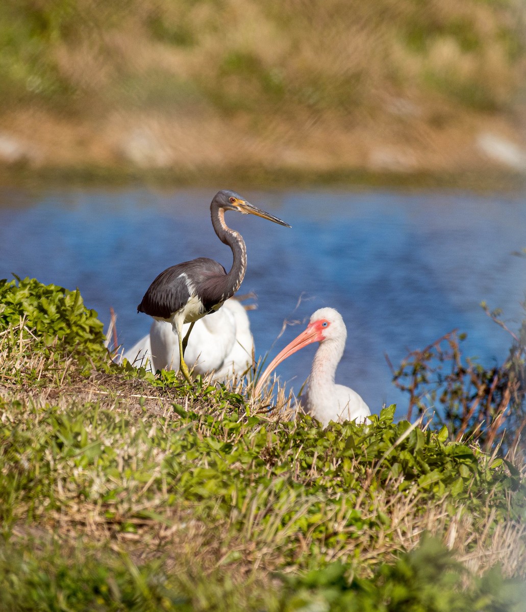 volavka tříbarvá - ML304060311