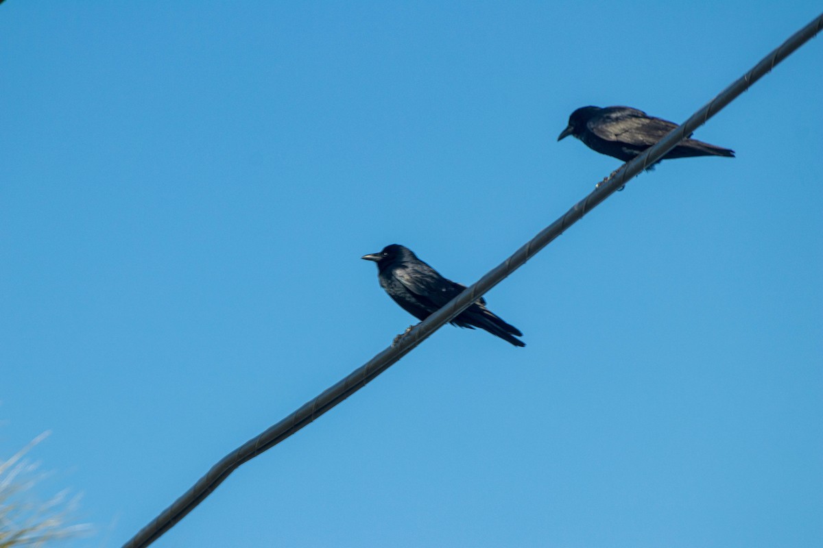 vrána rybí - ML304060461