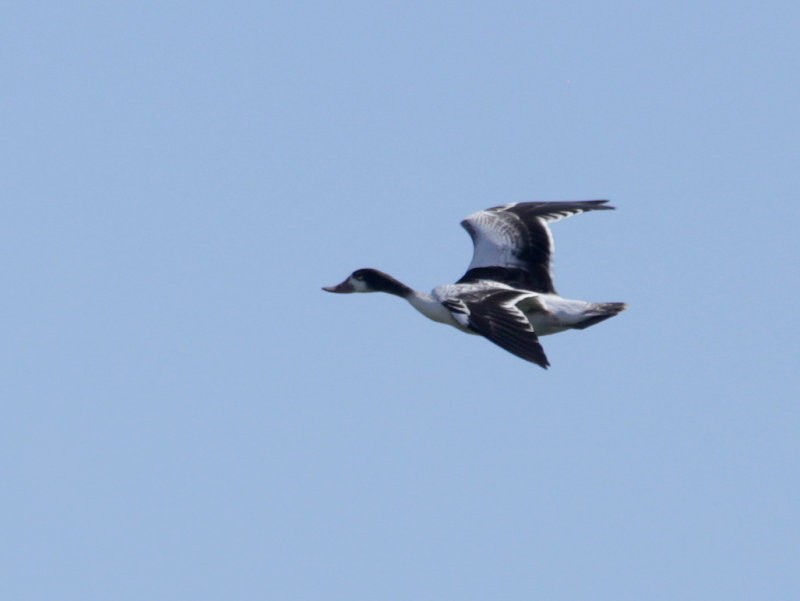 Common Shelduck - ML30406131