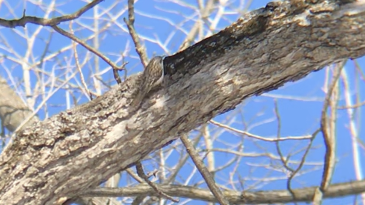 Brown Creeper - ML304061341