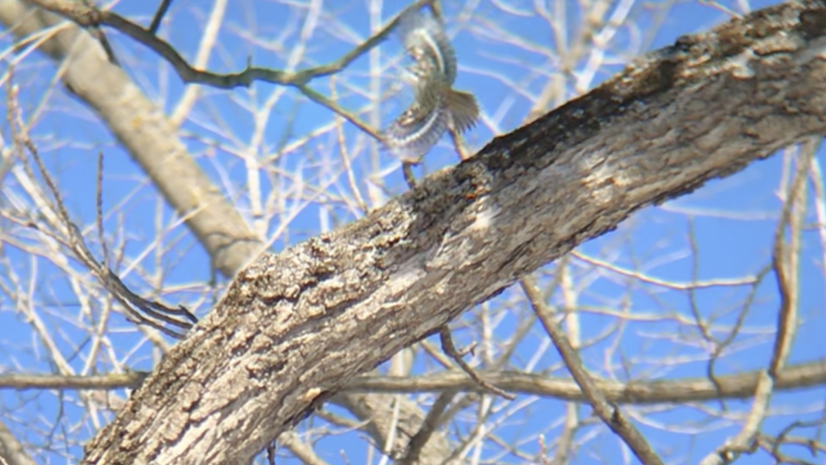 Brown Creeper - ML304061351