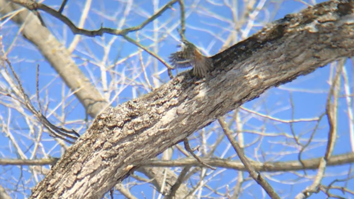 Brown Creeper - ML304061361