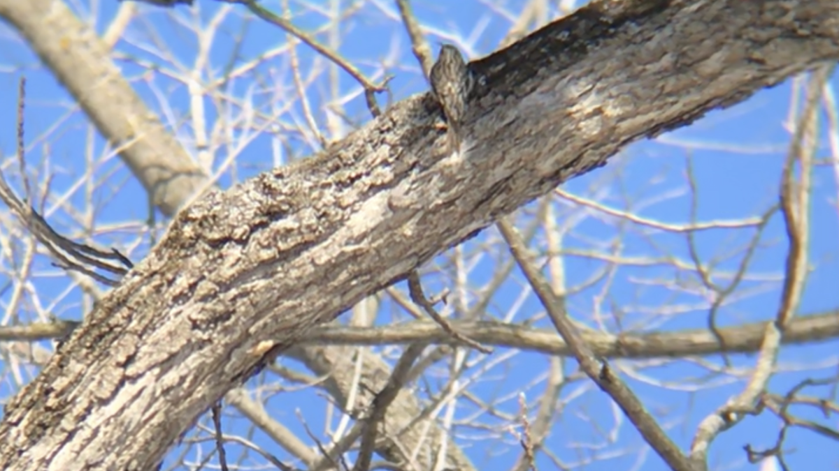 Brown Creeper - ML304061381
