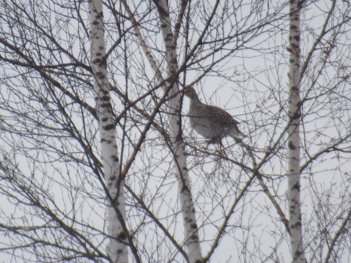 Sharp-tailed Grouse - ML304061401