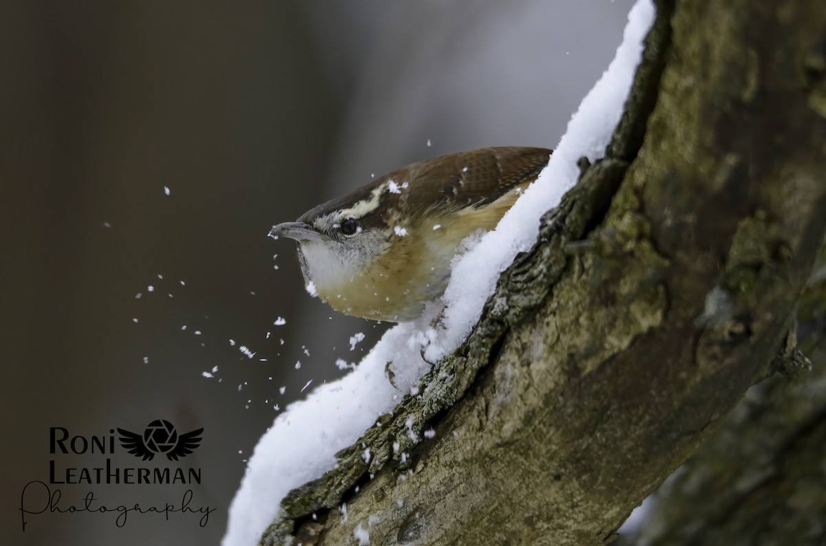 Carolina Wren - ML304063161