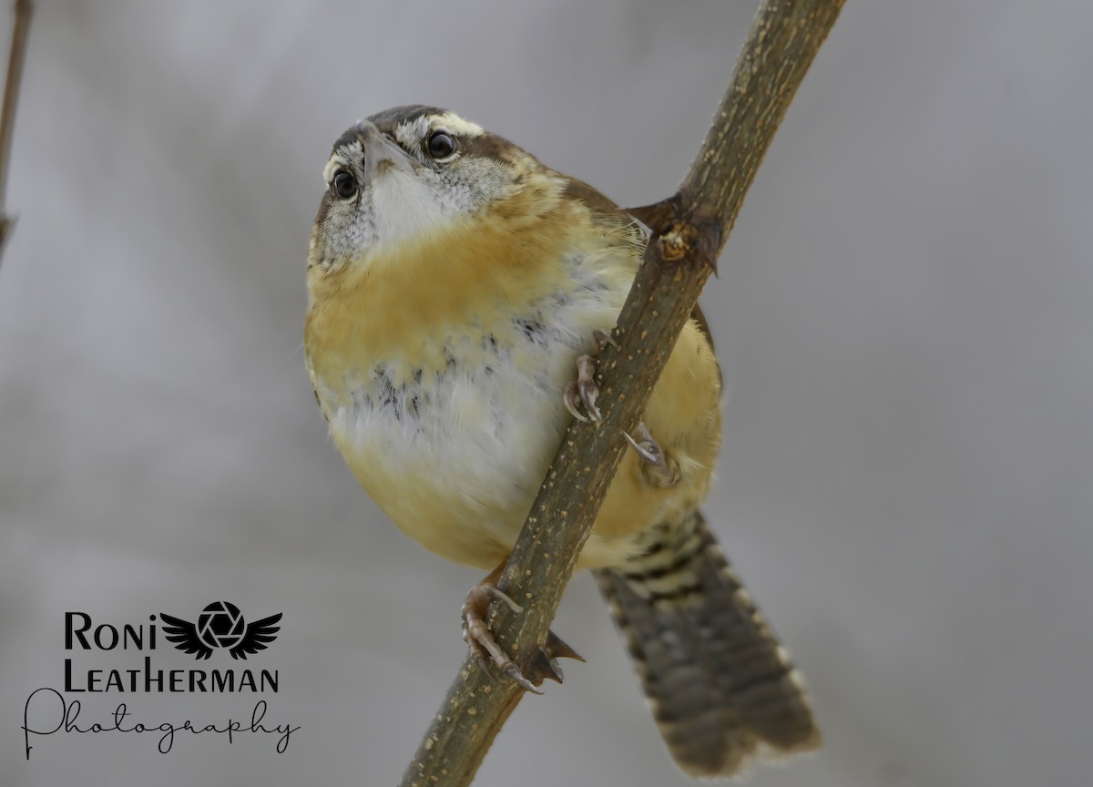 střízlík karolínský - ML304063191