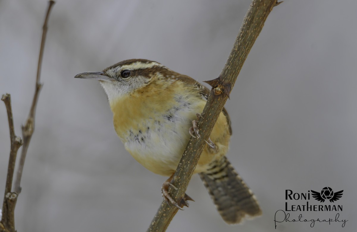 Carolina Wren - ML304063231