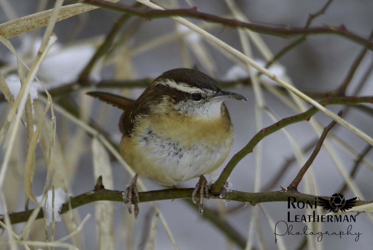 Carolina Wren - ML304063301