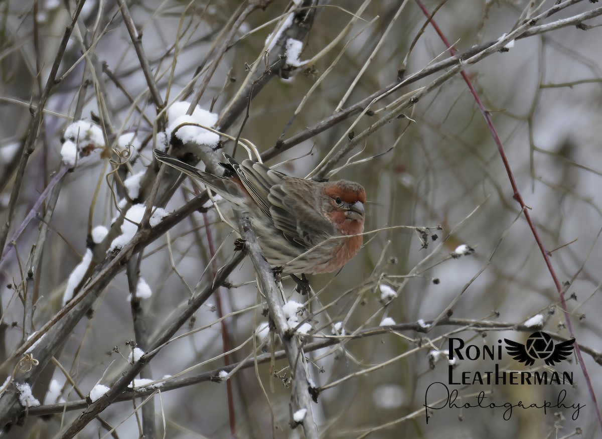 House Finch - ML304063441