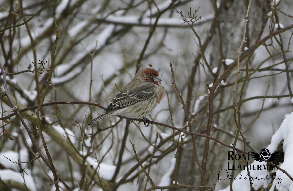 House Finch - ML304063451