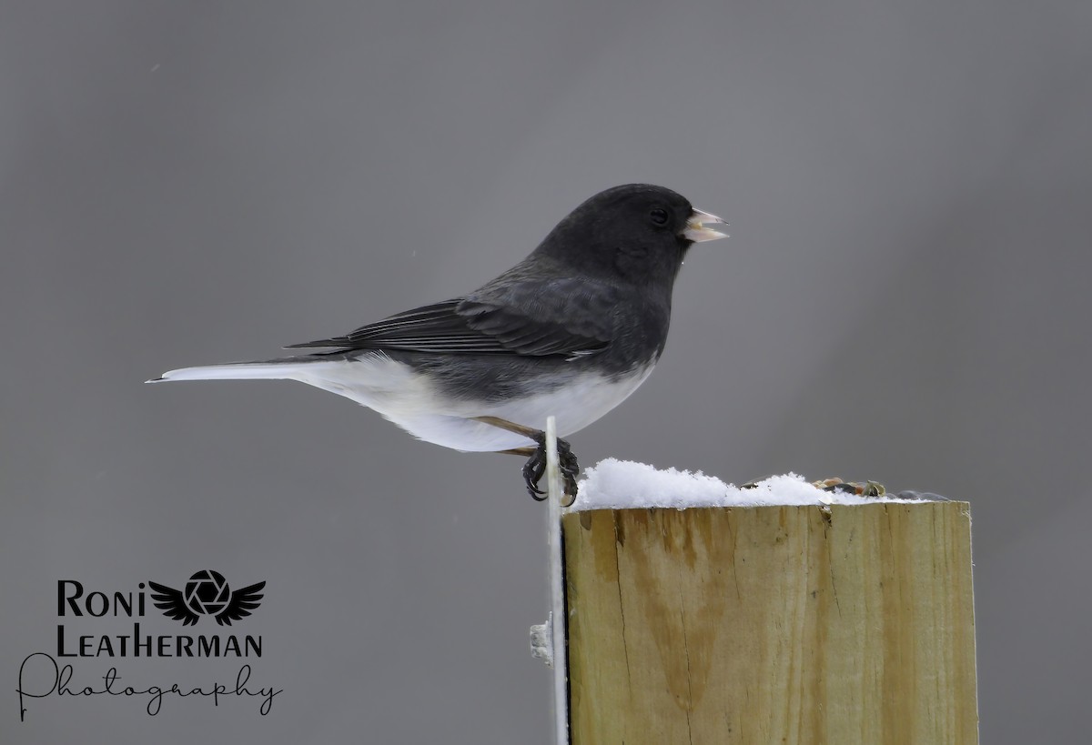 Junco ardoisé - ML304063651