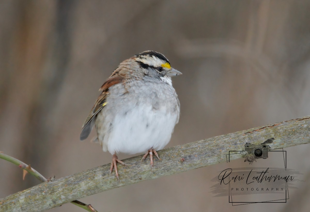 White-throated Sparrow - ML304065541